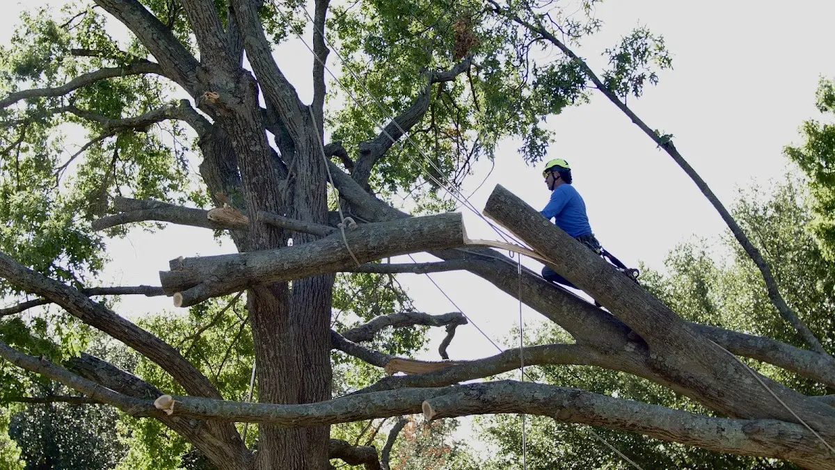 Professional Crown Thinning performed by certified arborists in Spring Hill
